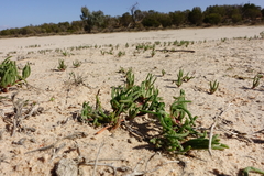 Blennospora drummondii