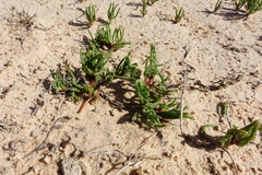 Blennospora drummondii