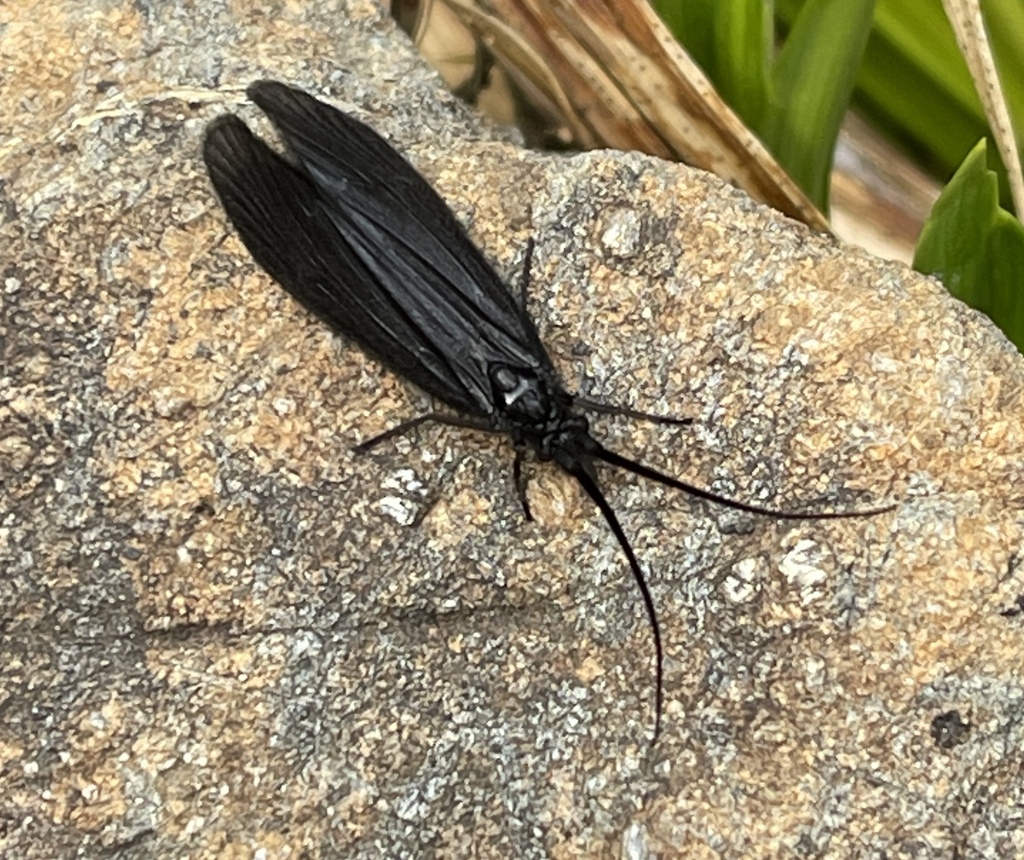 Namamyia plutonis