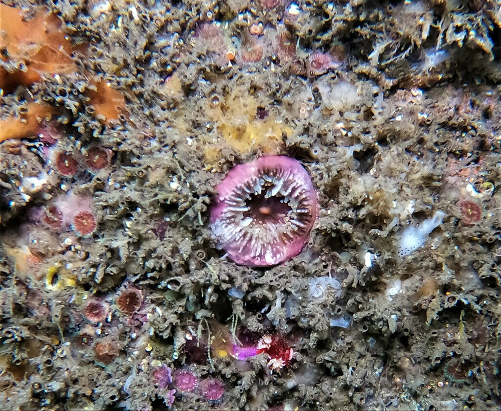 Oulangia bradleyi