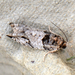 Winterberry Moth - Photo (c) Bill Fintel, some rights reserved (CC BY-NC), uploaded by Bill Fintel
