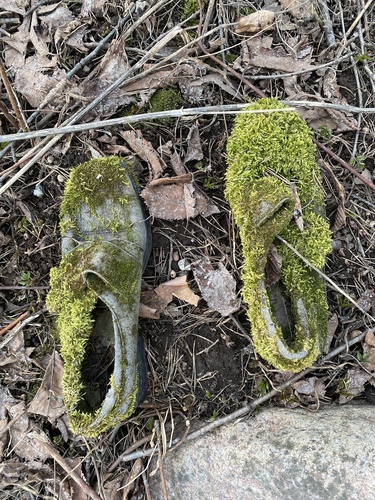 Hump-nosed Moccasin, Hypnale hypnale