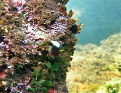 Angel Blenny photo 4
