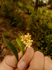 Palicourea boqueronensis