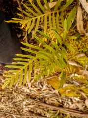 Pleopeltis orientalis