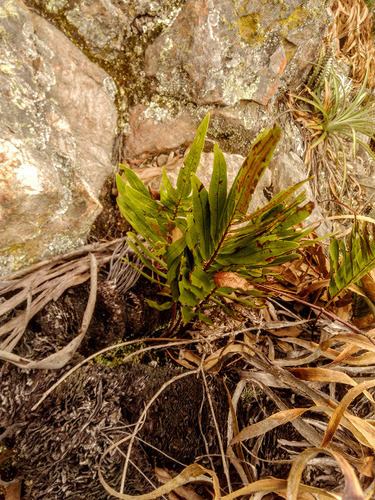 Serpocaulon sessilifolium, photograph 6