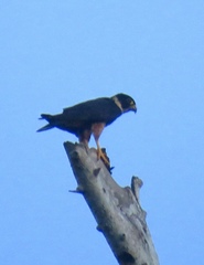 Falco rufigularis image