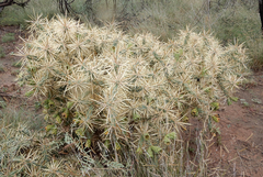 Cylindropuntia davisii