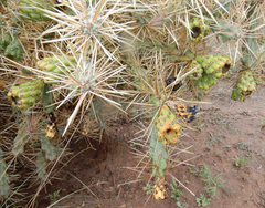 Cylindropuntia davisii