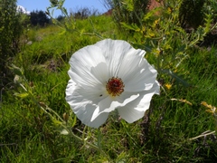 Argemone platyceras