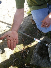 Gasterosteus aculeatus