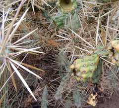 Cylindropuntia davisii