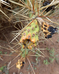 Cylindropuntia davisii