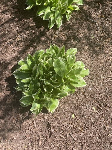 Hosta venusta iNat (3)