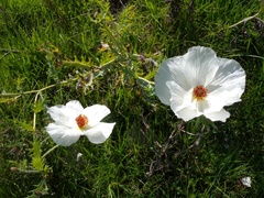 Argemone platyceras