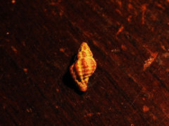 Muricopsis necocheana