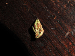 Muricopsis necocheana
