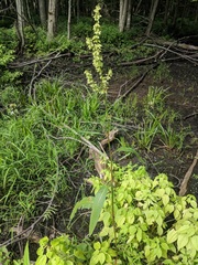 Rumex verticillatus