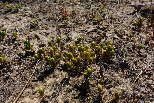 Genus Pogonolepis · iNaturalist