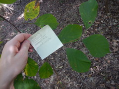 Styracaceae