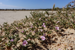 Frankenia foliosa