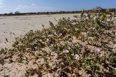 Frankenia foliosa