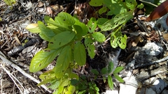 Lonchocarpus rugosus