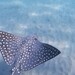 Eastern Spotted Eagle Ray - Photo (c) Alberto Alcalá, some rights reserved (CC BY), uploaded by Alberto Alcalá