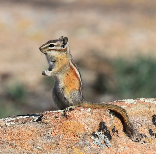 Colorado Chipmunk, Franktown, CO 80116, USA, photo 10 of 10