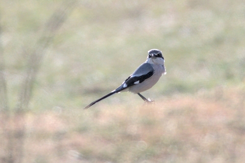 Alcaudón real (Lanius meridionalis)