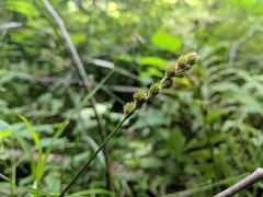 Carex tribuloides