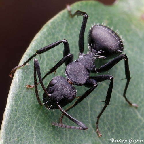 Camponotus radiatusCamponotus radiatus