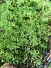 Bryophyta