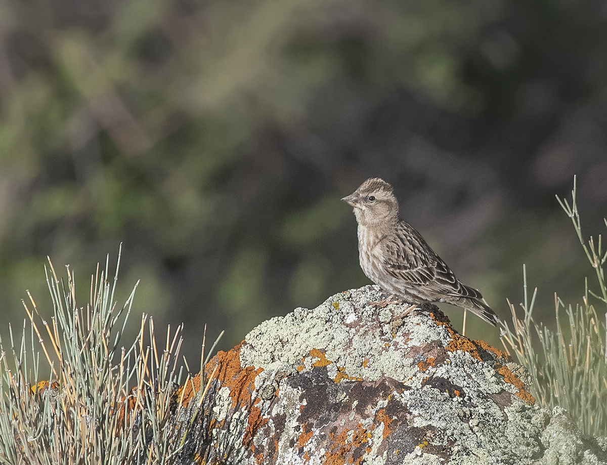 Rock Sparrow illustration