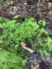 Bryophyta