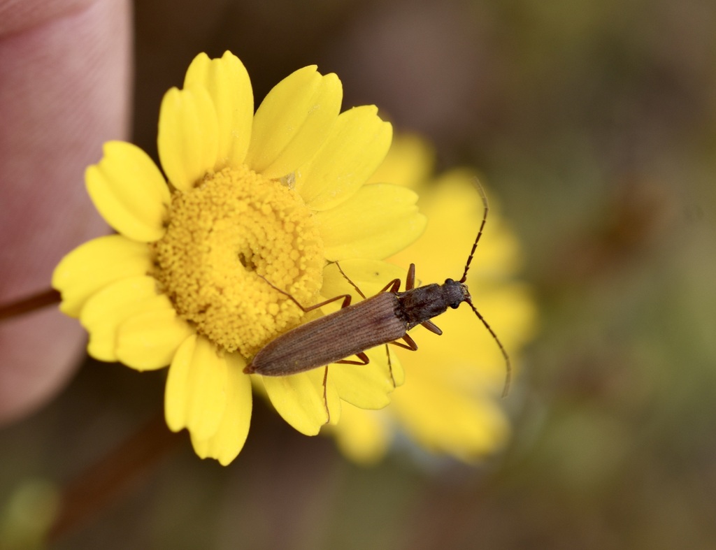 Athous strictus