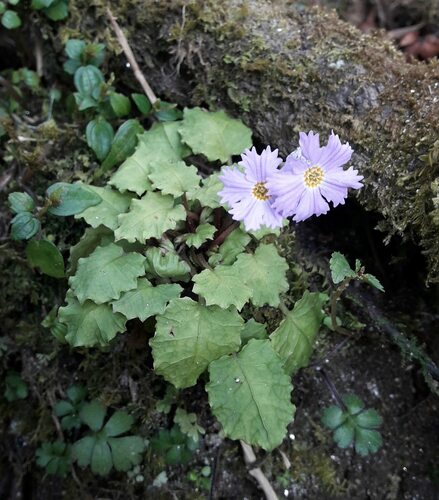 Primula lacerata