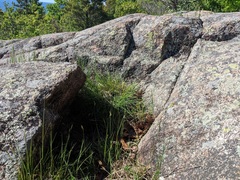Carex siccata