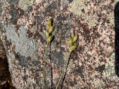 Carex siccata