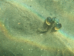Bristly Searobin photo 4