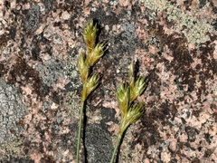 Carex siccata