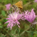 Spotted Knapweed - Photo (c) zen Sutherland, some rights reserved (CC BY-NC-SA)