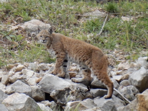 Bobcat photographed in New Mexico