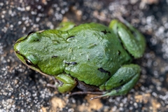 Kinangop Dainty Frog photo 3