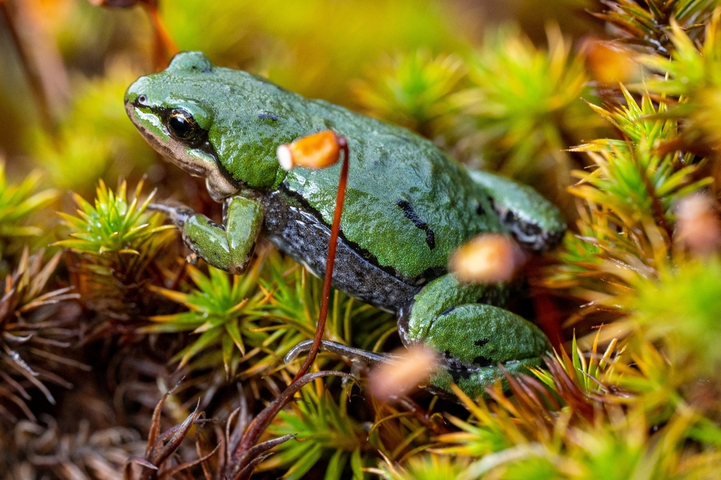 Kinangop Dainty Frog
