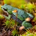Kinangop Dainty Frog - Photo (c) Daniel Liepack, some rights reserved (CC BY-NC), uploaded by Daniel Liepack