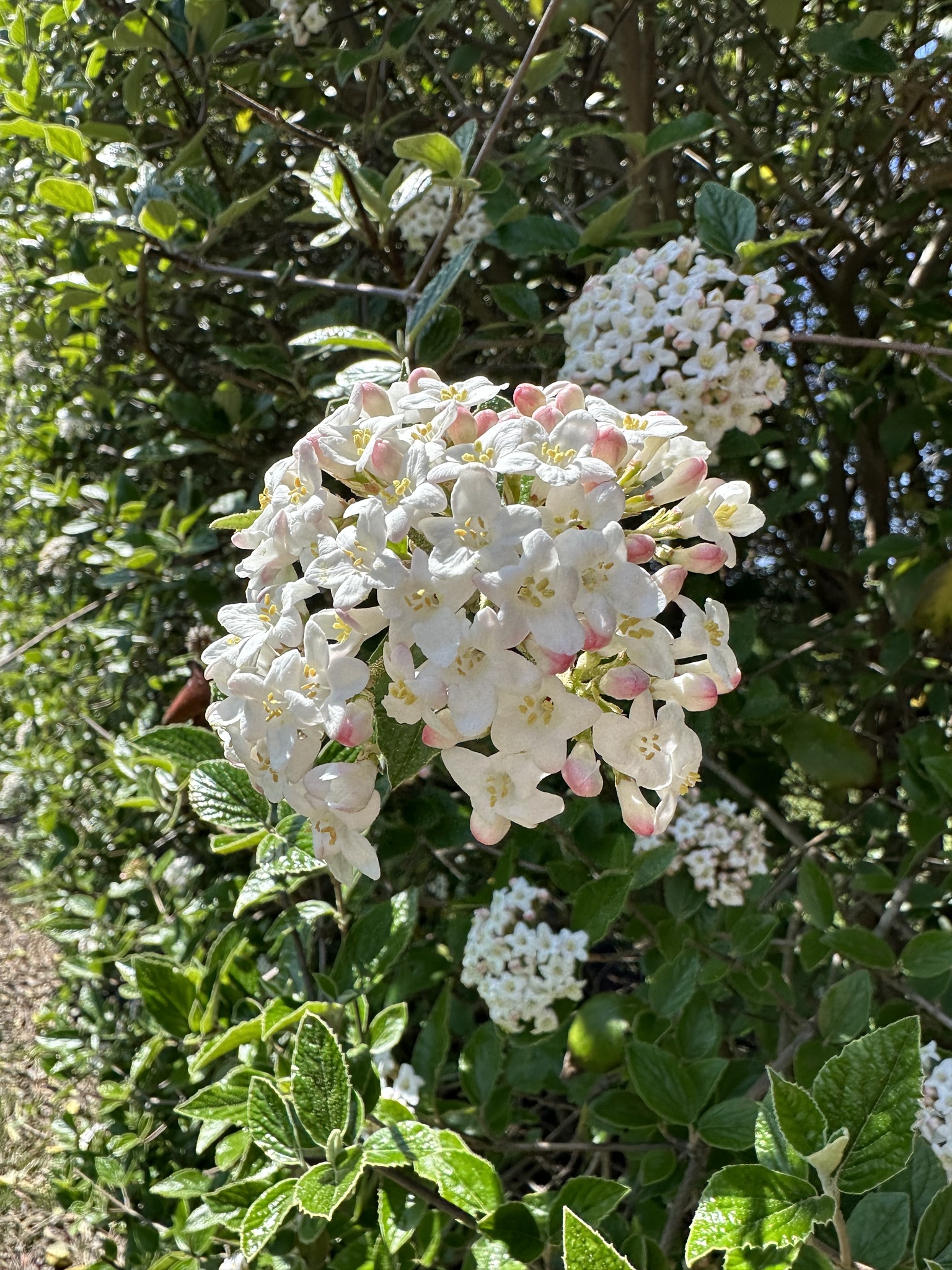 Viburnum X burkwoodii