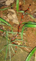 Oxyrhopus guibei