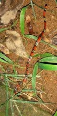 Oxyrhopus guibei