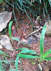 Oxyrhopus guibei